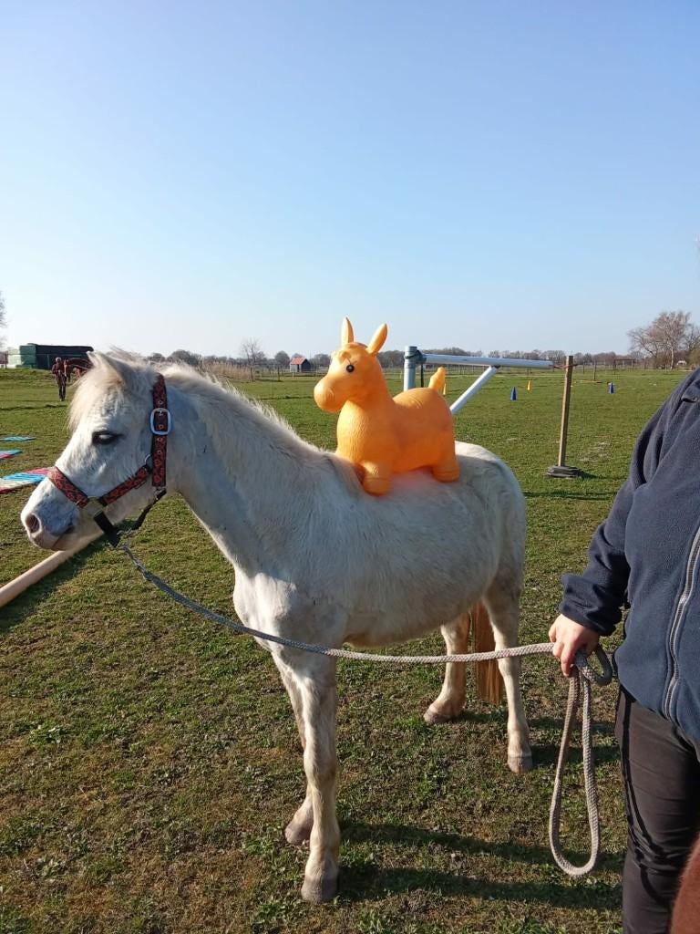 leaser gezocht welsh a, Dieren en Toebehoren, Ophalen of Verzenden, Nieuw, Recreatie
