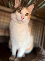 Prachtige dame, Dieren en Toebehoren