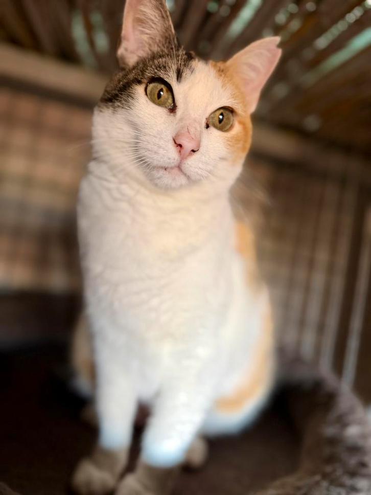 Prachtige dame, Dieren en Toebehoren, Katten en Kittens | Overige Katten