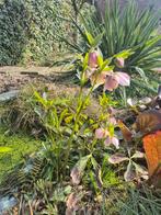 Lenteroos (Helleborus) - Vroege bloeier voor uw tuin, Tuin en Terras, Planten | Tuinplanten, Overige soorten, Vaste plant, Ophalen of Verzenden