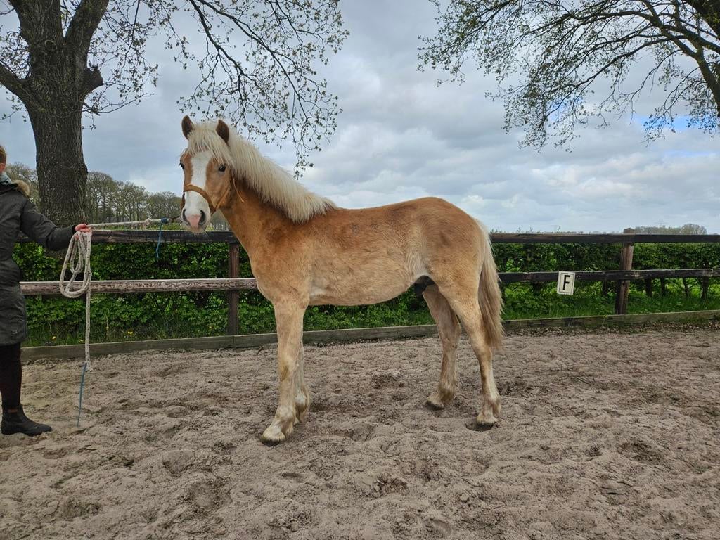 Mooie haflinger jaarlinghengst, Dieren en Toebehoren, Paarden, Minder dan 160 cm, Met stamboom, 0 tot 2 jaar, Hengst