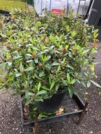 Skimmia super groot doorsnede 50/60 voor de prijs van 7.50, Tuin en Terras, Planten | Tuinplanten, Halfschaduw, Zomer, Vaste plant