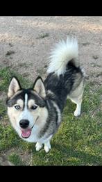 Prachtige Pomsky dekreu, Dieren en Toebehoren, Rabiës (hondsdolheid), Reu, 1 tot 2 jaar, Eén hond