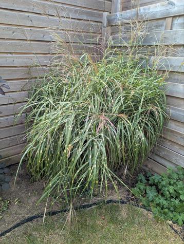 Siergras Zebragras Miscanthus sinensis beschikbaar voor biedingen
