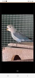 Agapornis roseicolli, Dieren en Toebehoren, Geslacht onbekend, Dwergpapegaai of Agapornis