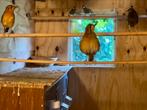 1.1 Damalijster, Meerdere dieren, Tropenvogel, Geringd
