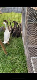 Jonge loopeendjes, Dieren en Toebehoren, Pluimvee, Geslacht onbekend, Eend