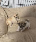Pomeriaan pups, Dieren en Toebehoren, Honden | Poolhonden, Keeshonden en Oertypen, Keeshond, Reu, 8 tot 15 weken, CDV (hondenziekte)