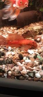 Nog enkele anecistrus  red longfin, Ophalen of Verzenden, Nieuw, Plant(en), Steen of Hout