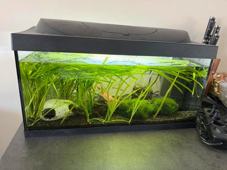 Aquarium Tetra 54L, Dieren en Toebehoren, Vissen | Aquaria en Toebehoren, Zo goed als nieuw, Gevuld zoetwateraquarium, Ophalen