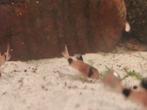 Corydoras panda bodem visjes, Dieren en Toebehoren, Vissen | Aquariumvissen, Vis