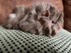 Prachtig jong/ baby cavia beertje borstel lilac  kleur, Dieren en Toebehoren, Knaagdieren, Cavia, Mannelijk, November, Tam