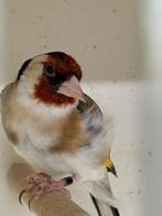 Koppel putters, Dieren en Toebehoren, Meerdere dieren, Tropenvogel