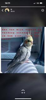 Valkparkiet vogel vermist verloren in Enschede!!!!!