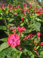 Uit de biologische moestuin: Nachtschade, felroze.zaden, Ophalen of Verzenden, Voorjaar, Halfschaduw, Zaad