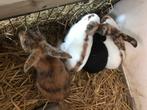 TE KOOP; konijnen RAM, Dieren en Toebehoren, Konijnen, Mannelijk
