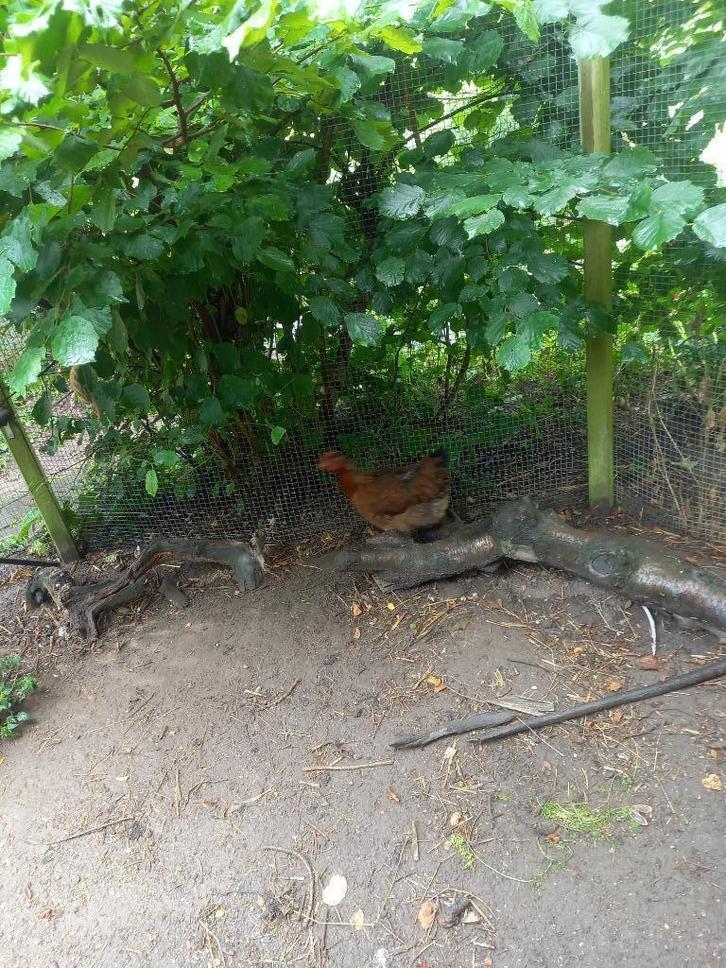 Kip welsumer of kip en haan kriel wyandotte?, Dieren en Toebehoren, Pluimvee, Kip, Meerdere dieren