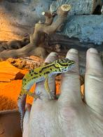 jonge luipaard gekko’s, Dieren en Toebehoren, Reptielen en Amfibieën, Hagedis, 0 tot 2 jaar