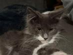Maine coon poesje, Poes, Gechipt