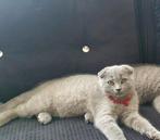 Britse korthaar kitten met moeder, Dieren en Toebehoren, Katten en Kittens | Raskatten | Langhaar, Kater, Ontwormd