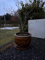 Chinese plantenbak steen, Ophalen, Steen, Minder dan 30 cm, Rond