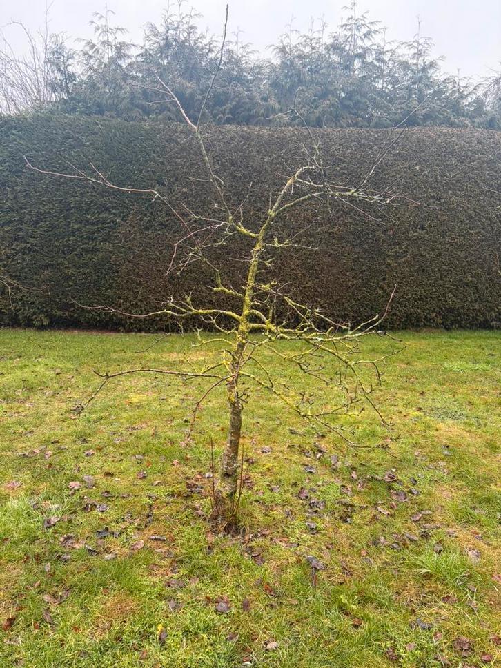 Perenboom a 2 meter, Tuin en Terras, Planten | Fruitbomen, Perenboom, 100 tot 250 cm, Lente, Ophalen