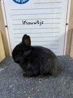 Jonge dwergkonijnen handtam, Dieren en Toebehoren, Konijnen, Meerdere dieren, Dwerg