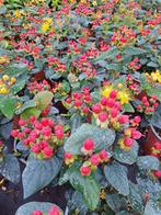 Hypericum, Ophalen, Zomer, Overige soorten, Volle zon