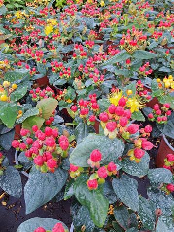 Hypericum beschikbaar voor biedingen