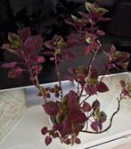 Siernetel plant, Ophalen, Volle zon