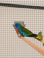 Koppel splendid gezocht wildkleur, Dieren en Toebehoren, Vogels | Parkieten en Papegaaien, Meerdere dieren, Parkiet