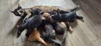 Prachtige kittens zoeken eigen huisje!, Dieren en Toebehoren, Katten en Kittens | Overige Katten, Meerdere dieren, Kortharig, 0 tot 2 jaar