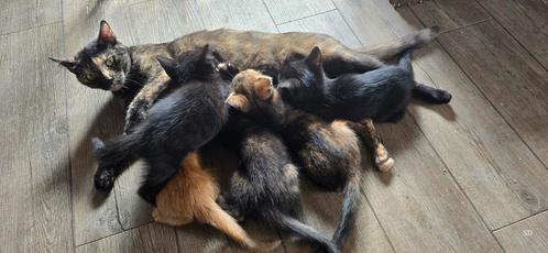 Prachtige kittens zoeken eigen huisje!, Dieren en Toebehoren, Katten en Kittens | Overige Katten, Kortharig, Meerdere dieren, 0 tot 2 jaar