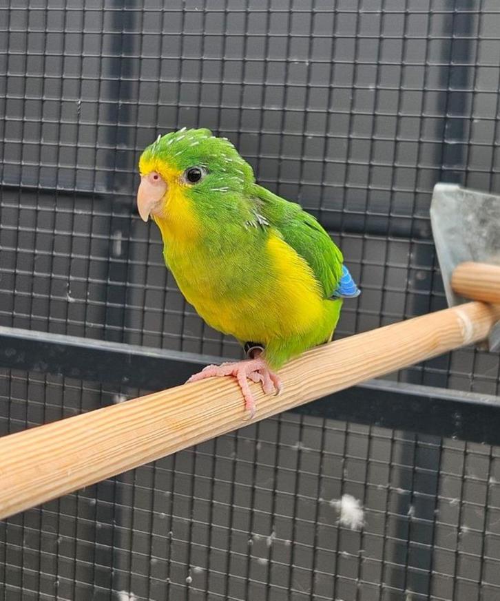 Bebob zoekt een huisje! Citroenparkiet, Dieren en Toebehoren, Vogels | Parkieten en Papegaaien, Parkiet, Geslacht onbekend