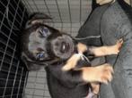 Jack Russell pups black and tan, Dieren en Toebehoren, Honden | Jack Russells en Terriërs, Particulier, Meerdere, 8 tot 15 weken