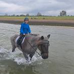 GEZOCHT.... verzorgpony/verzorgpaard, Ophalen