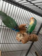 papegaaien hantam yellowface zeldzame 4 stuks met kooi erbij, Dieren en Toebehoren, Vogels | Parkieten en Papegaaien, Meerdere dieren