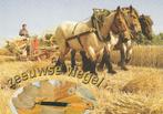 Pracht 3-span m. Belgische paarden Werkend trekpaard Zeeland, Verzenden, 1980 tot heden, Ongelopen, Cultuur en Media