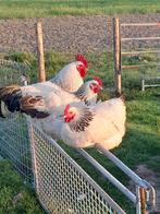 Sierkip kip sussex, Dieren en Toebehoren, Pluimvee, Meerdere dieren, Kip