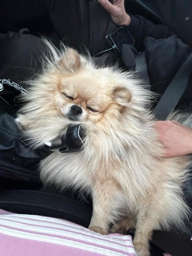 Pomeranian (Mannetjes dekreu), Dieren en Toebehoren, Honden | Poolhonden, Keeshonden en Oertypen, Reu, Overige rassen, Particulier