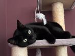 Xadow zoekt een forever home, Dieren en Toebehoren, Katten en Kittens | Overige Katten, Kater, Kortharig, 6 jaar of ouder