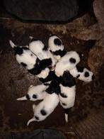 Prachtig Friese Stabij teefje, Overige rassen, 8 tot 15 weken, Teef, Eén hond