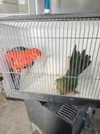 Koppel koningsparkieten, Meerdere dieren, Parkiet