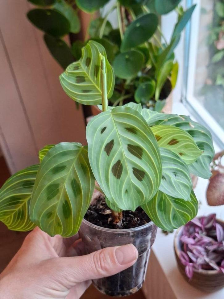 Maranta light veins (zeldzaam), Huis en Inrichting, Kamerplanten, Overige soorten, Minder dan 100 cm, Groene kamerplant, Halfschaduw
