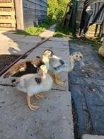 3 jonge muskuseenden., Dieren en Toebehoren, Geslacht onbekend