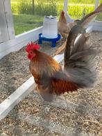 Chabo haan, Dieren en Toebehoren, Pluimvee, Mannelijk, Kip