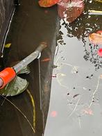 Gratis goudvissen, Dieren en Toebehoren