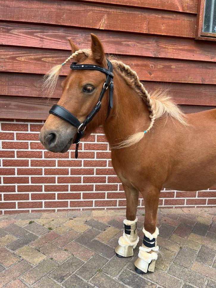 Verzorger gezocht Scherpenzeel/Woudenberg, Dieren en Toebehoren, Paarden en Pony's | Verzorgingsproducten, Ophalen