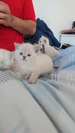 Brits korthaar kittens, Dieren en Toebehoren, Meerdere dieren