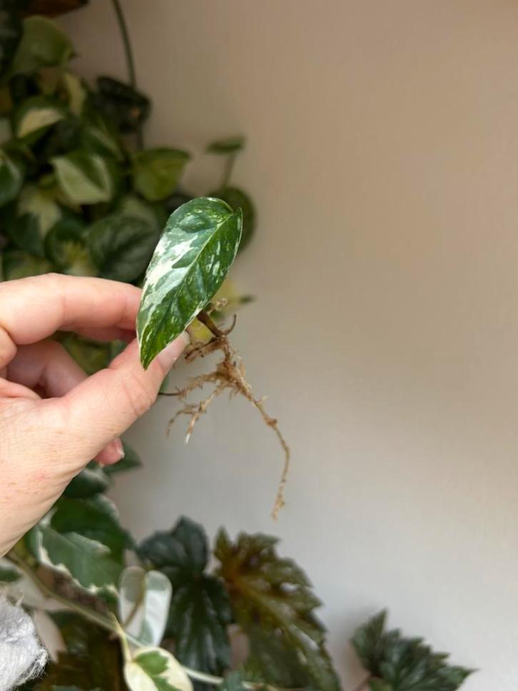 Epipremnum pinnatum albo variegata, stek uit wetstick, Huis en Inrichting, Kamerplanten, Minder dan 100 cm, Halfschaduw, Ophalen of Verzenden